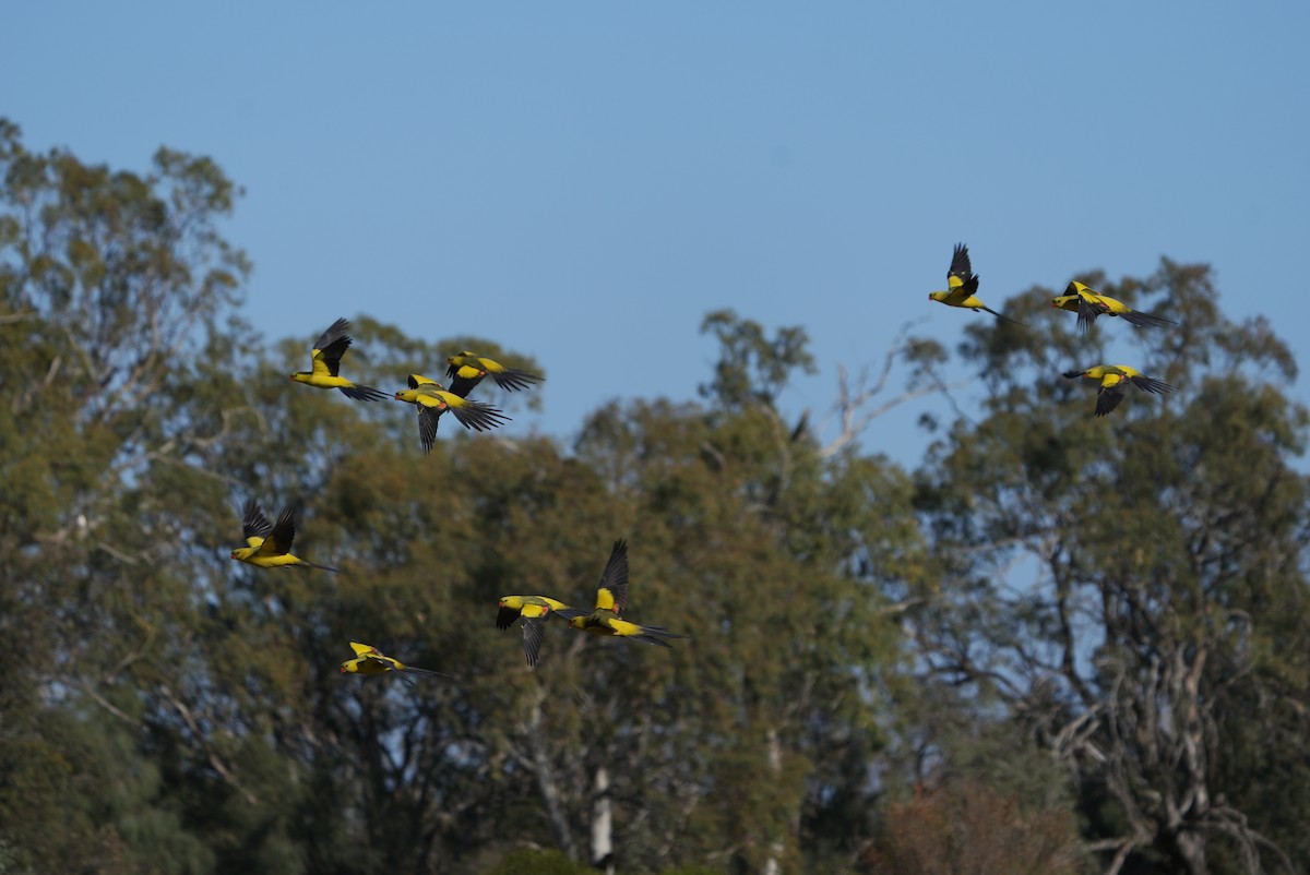 Regent Parrot - ML642404999