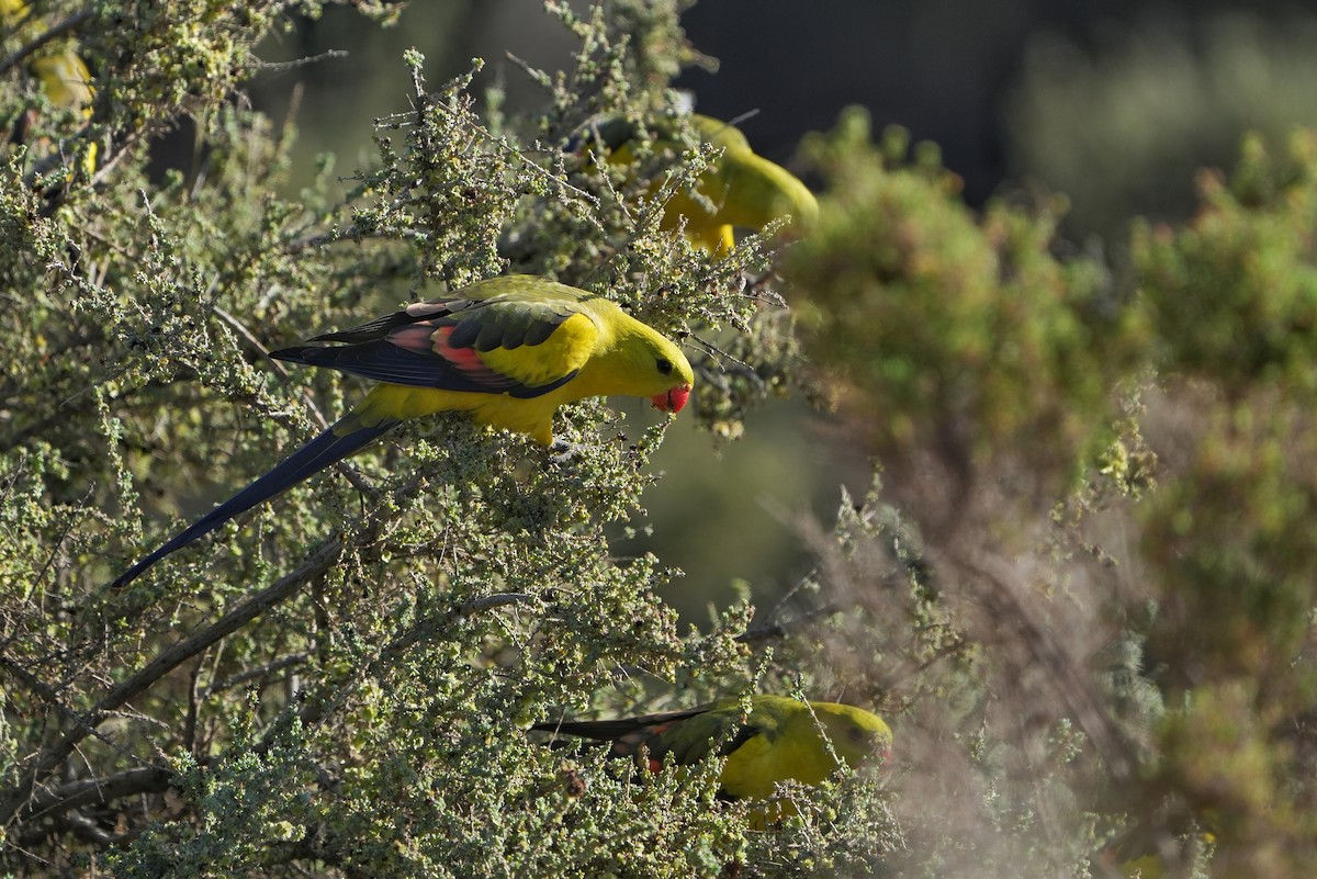 Regent Parrot - ML642405000