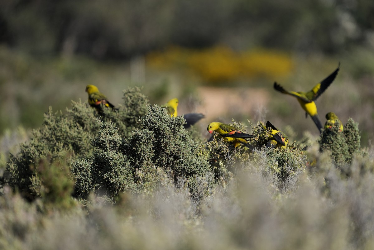 Regent Parrot - ML642405002