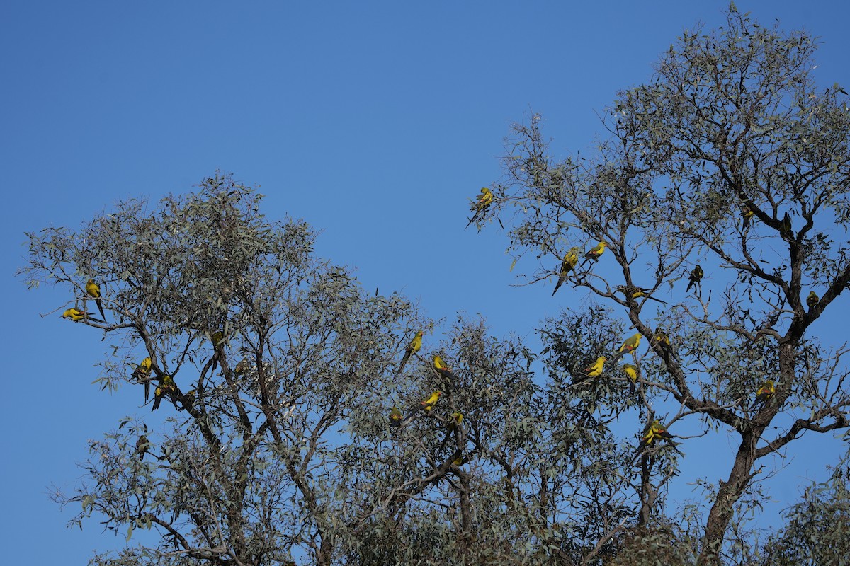 Regent Parrot - ML642405003