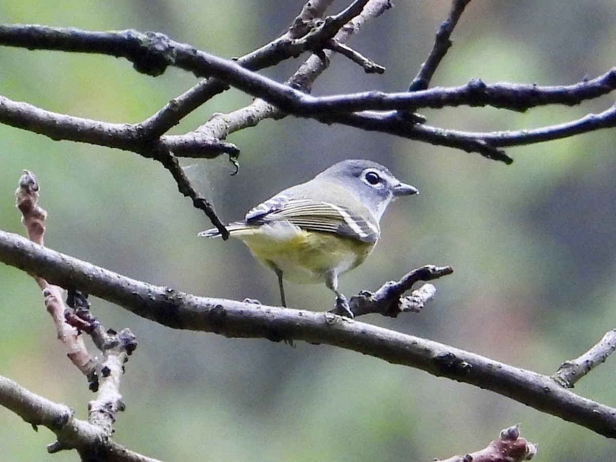 eremittvireo - ML642405008
