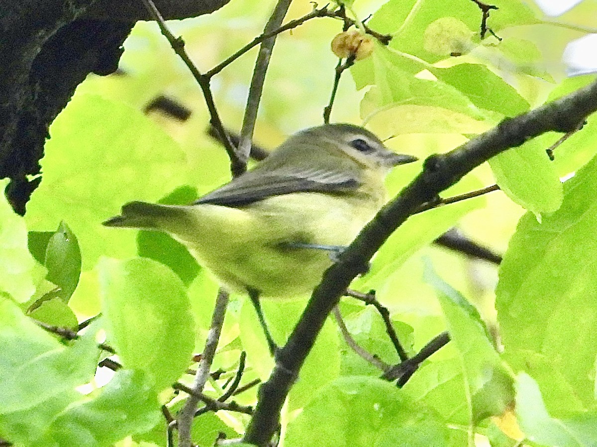 Philadelphia Vireo - ML642405050