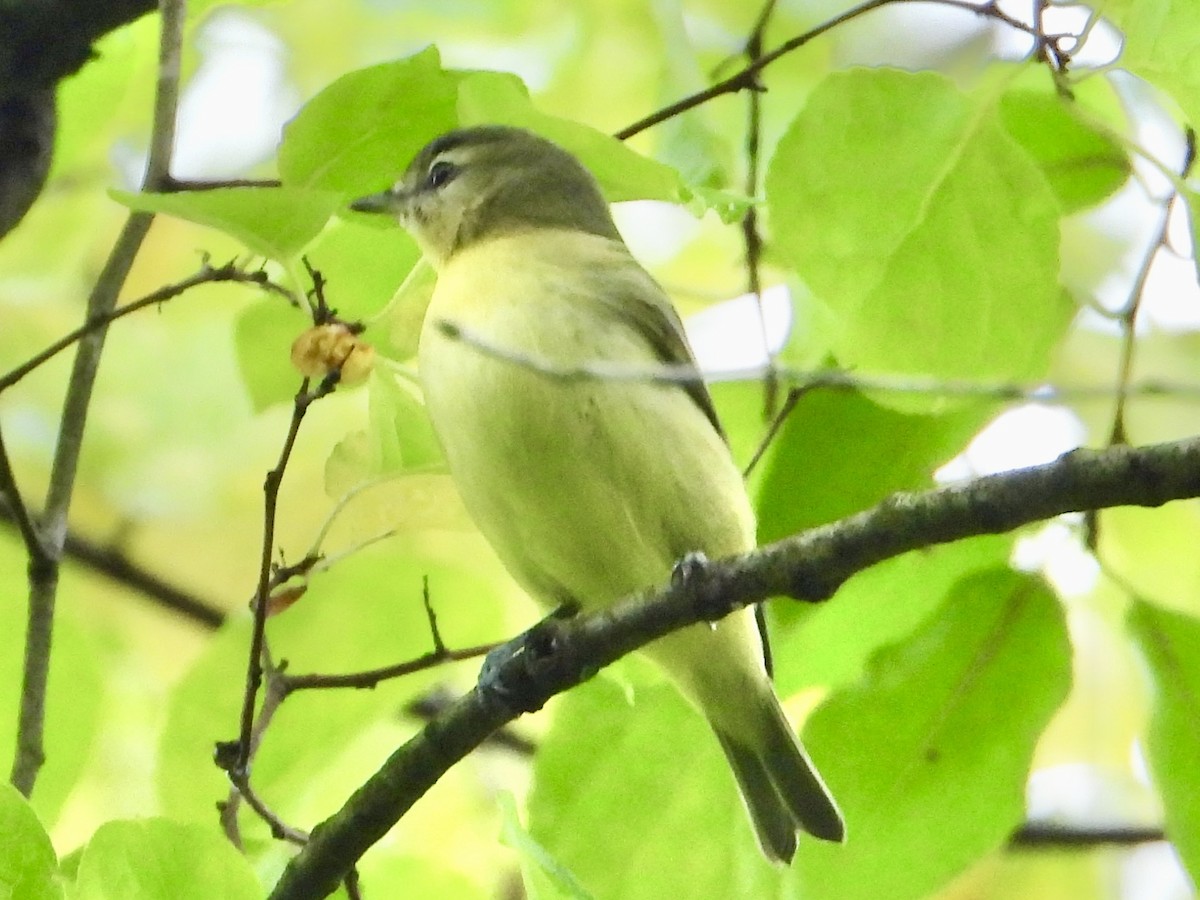 Philadelphia Vireo - ML642405051