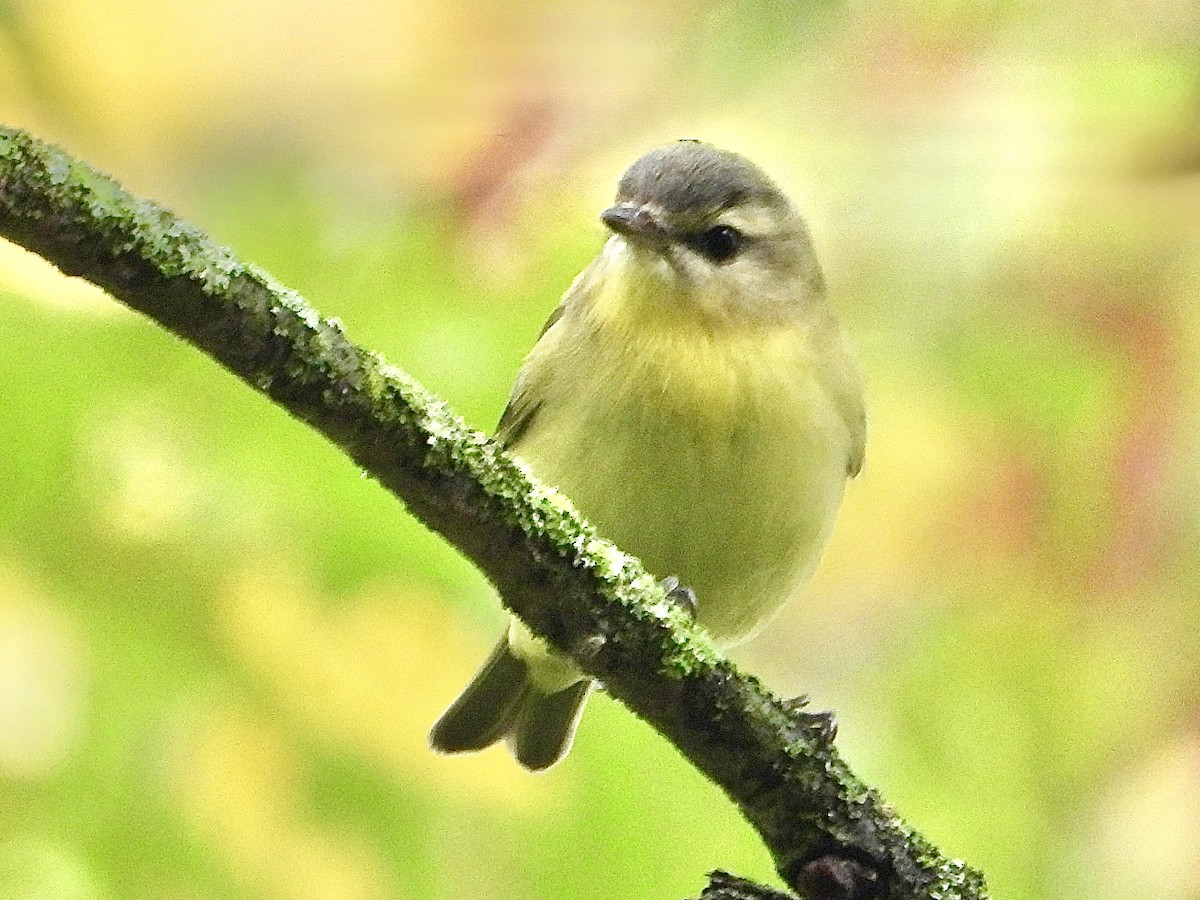 Philadelphia Vireo - ML642405052