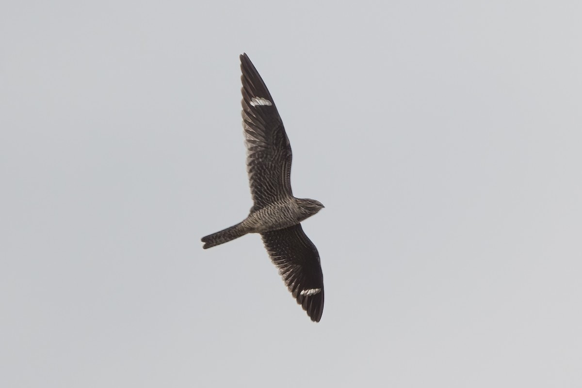 Common Nighthawk - ML642405065