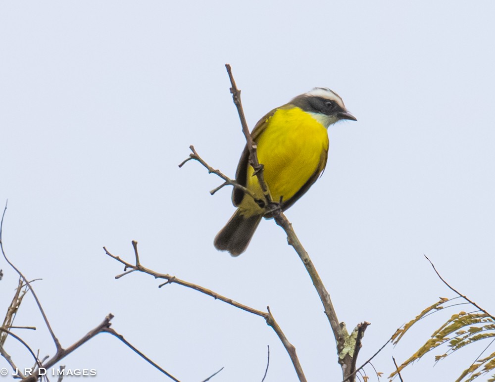Social Flycatcher - ML642405074