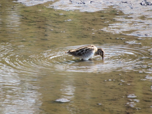 Wilson's Snipe - ML642405090