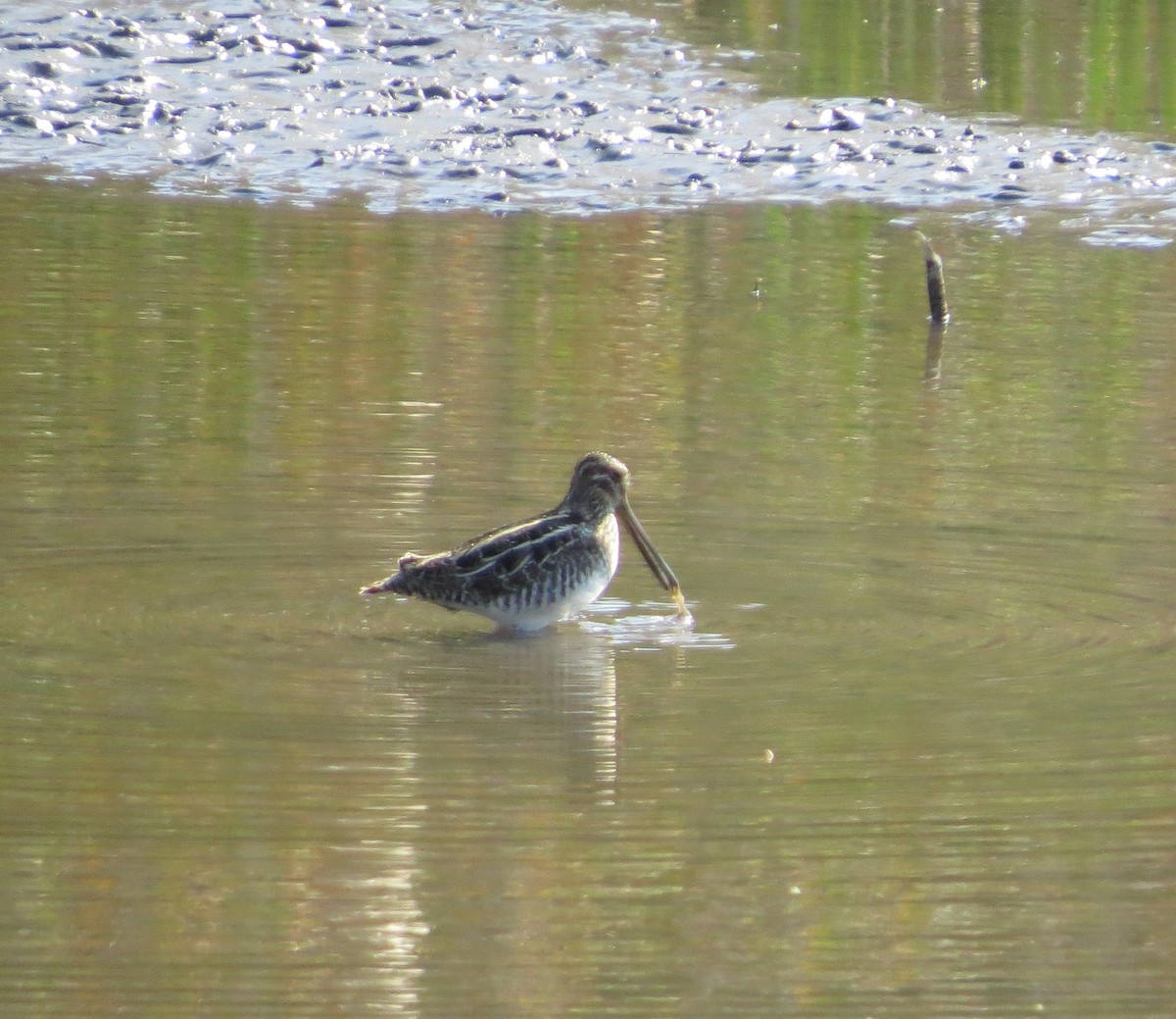 Wilson's Snipe - ML642405105