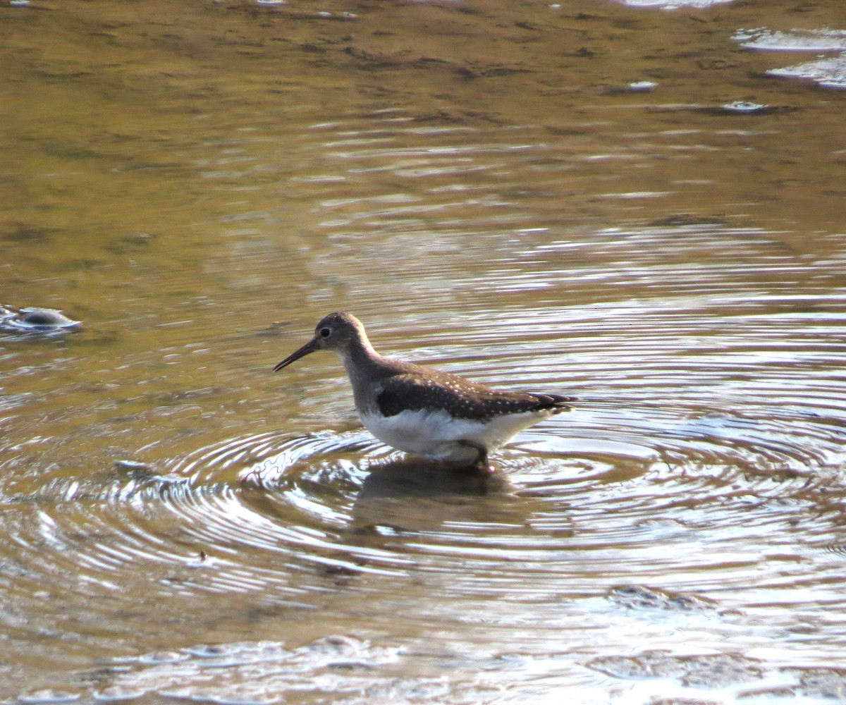 Solitary Sandpiper - ML642405146