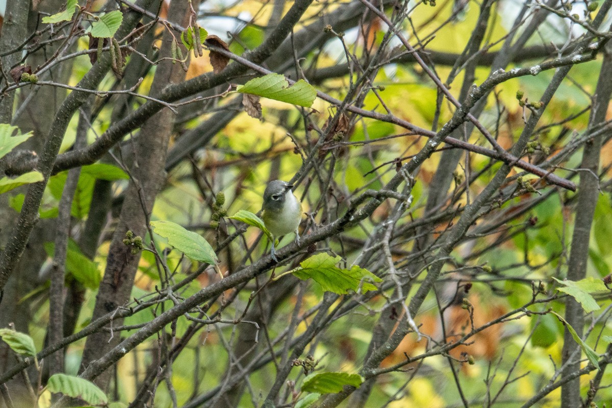 eremittvireo - ML642405150
