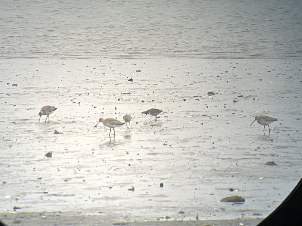 Hudsonian Godwit - ML642405151