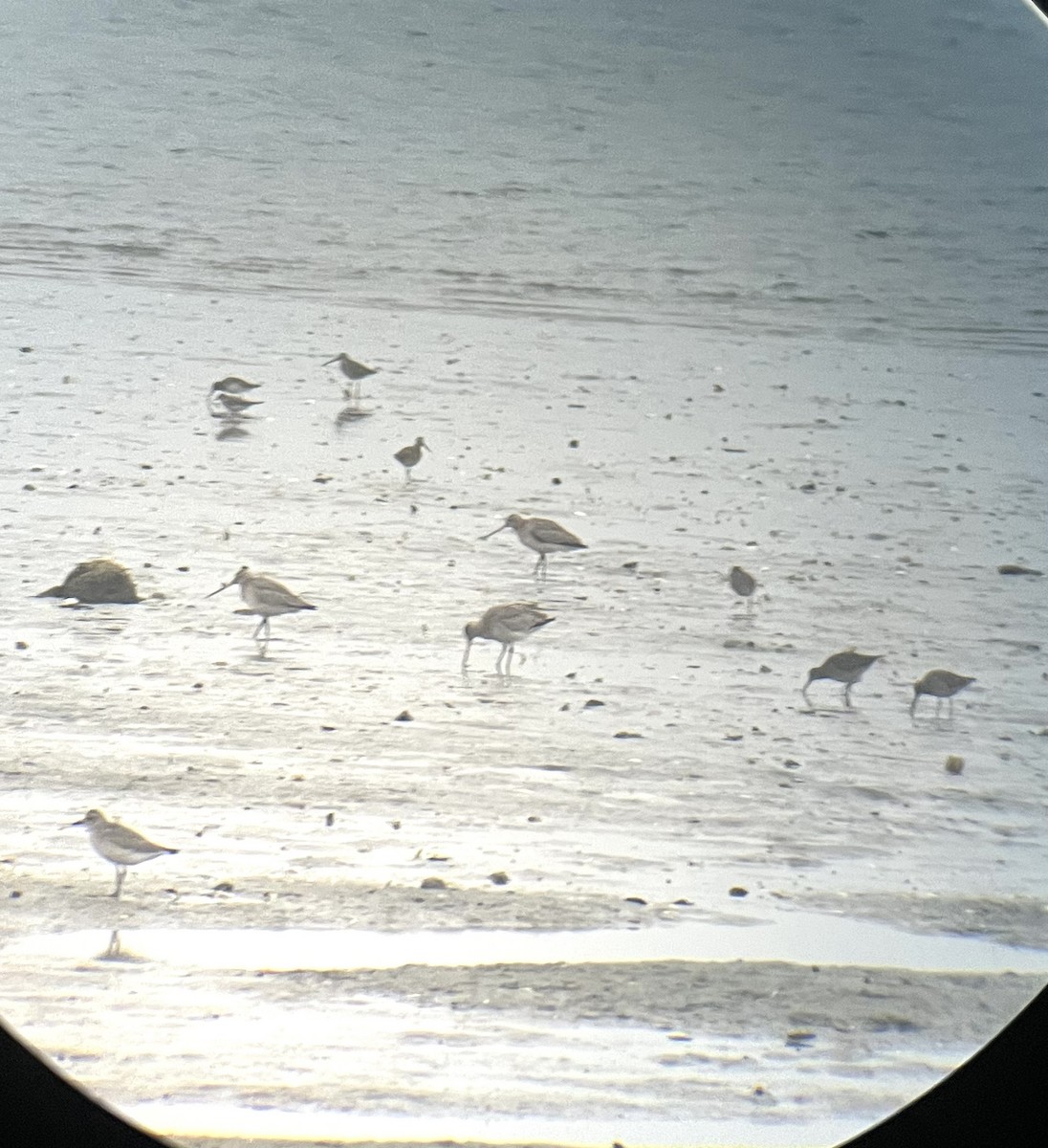 Hudsonian Godwit - ML642405152