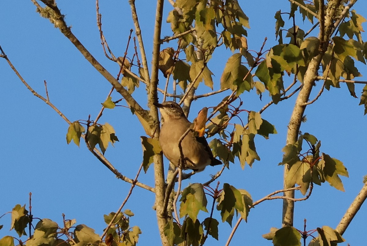 sangspottefugl - ML642405159