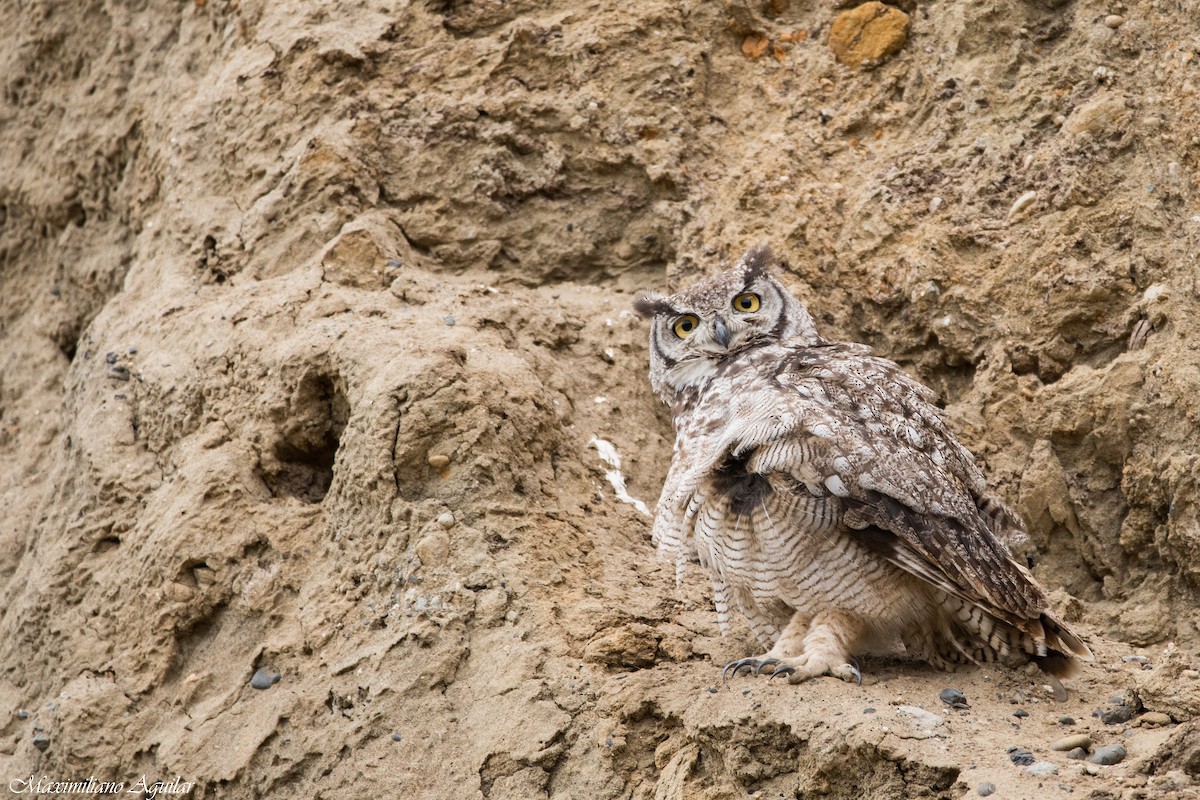 Lesser Horned Owl - ML642405206