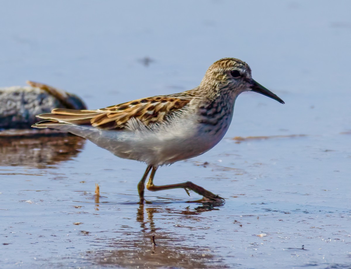 Least Sandpiper - ML642405215
