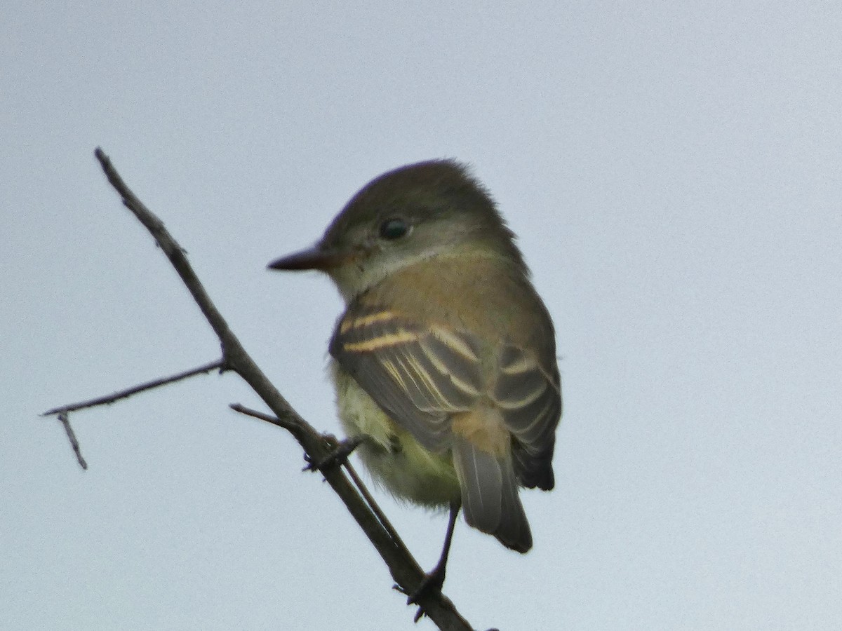 Willow Flycatcher - ML642405235