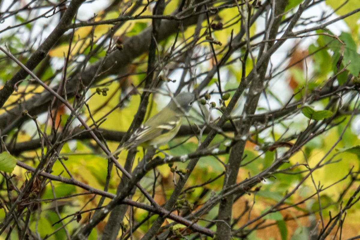 eremittvireo - ML642405236