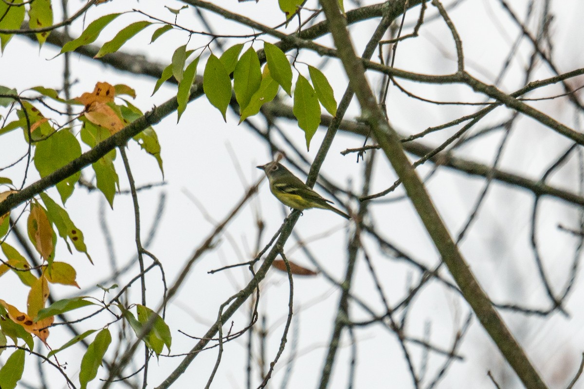 eremittvireo - ML642405240