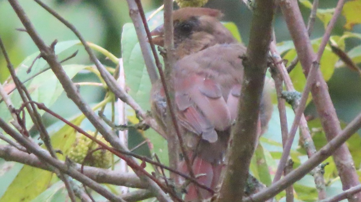 ショウジョウコウカンチョウ - ML642405254