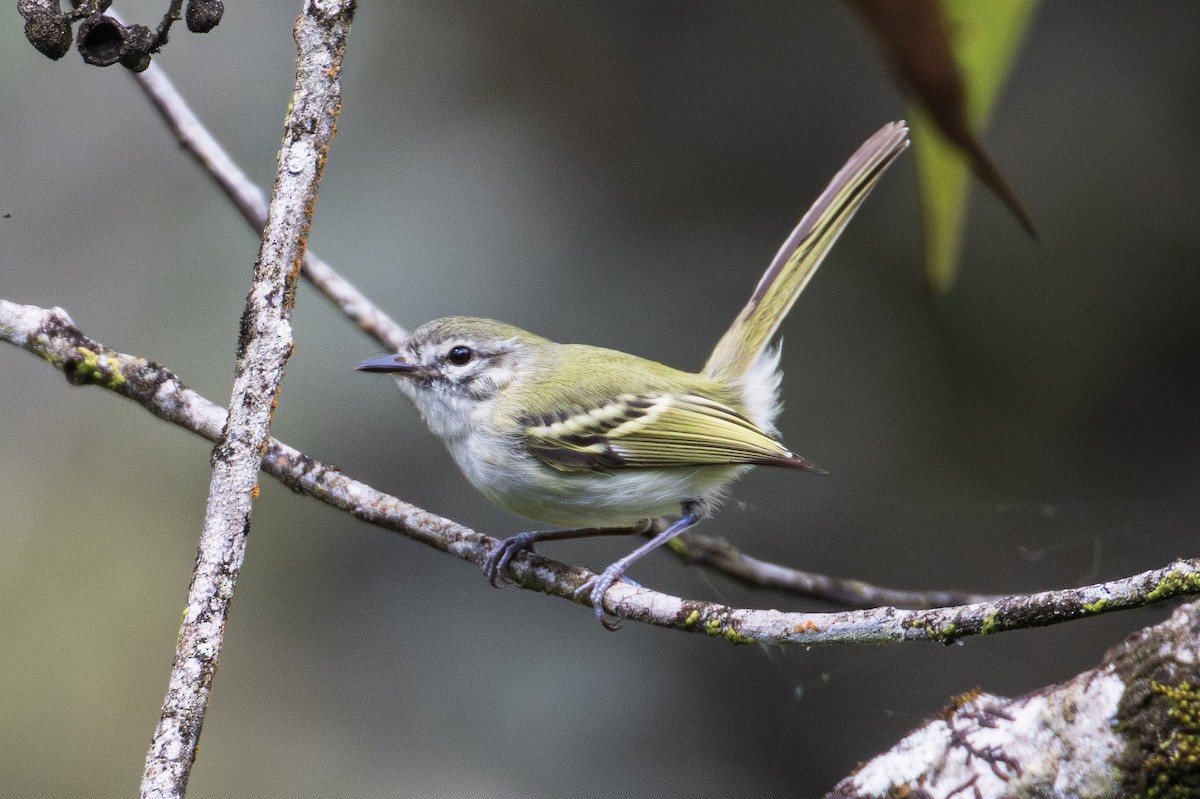 Alagoas Tyrannulet - ML642405263