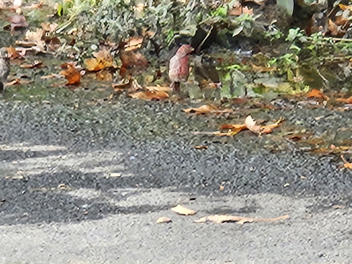 House Finch - ML642405269