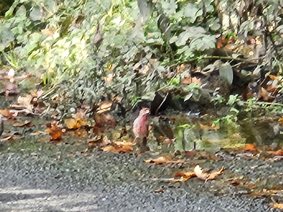 House Finch - ML642405270