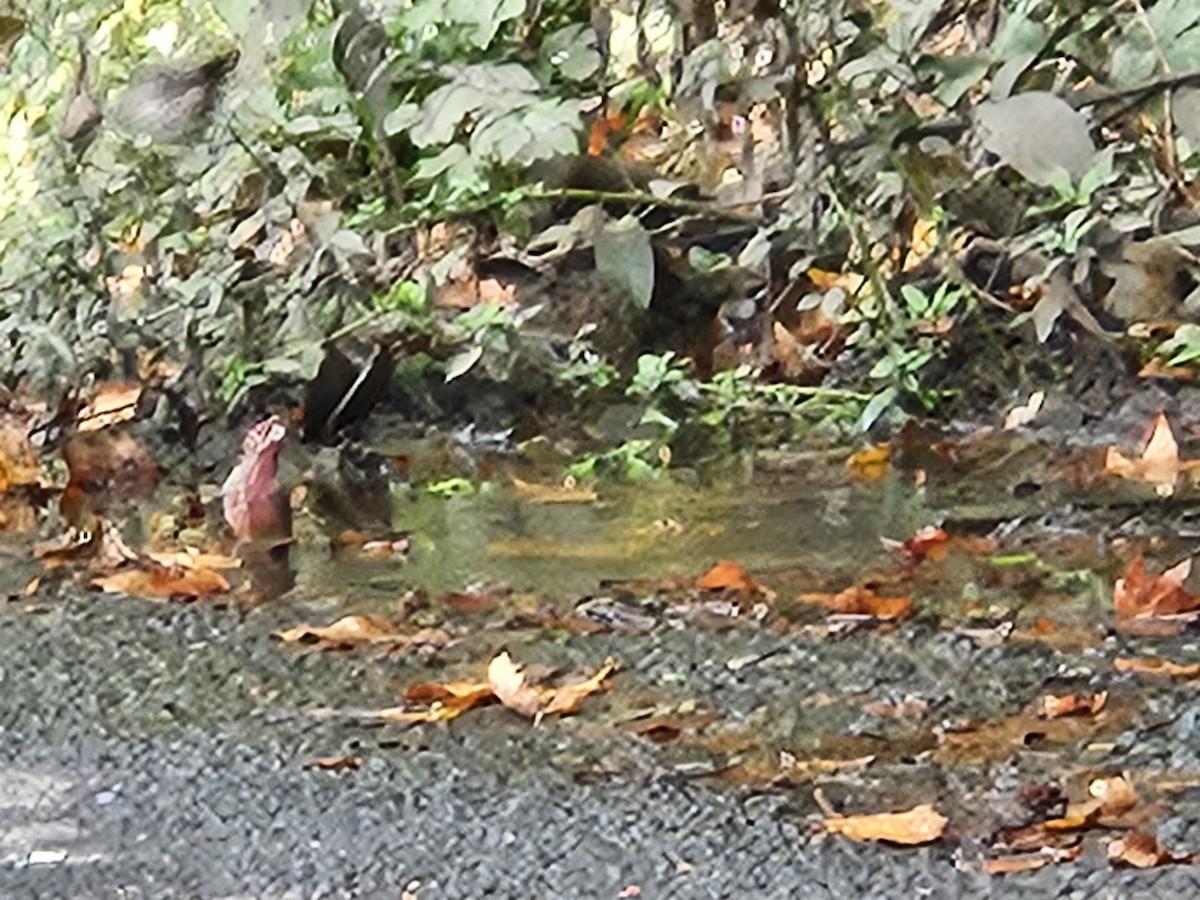 House Finch - ML642405271