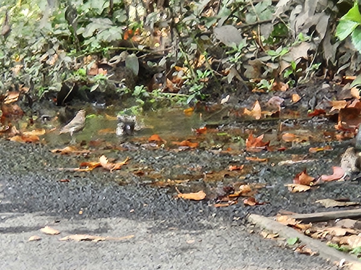 House Finch - ML642405272