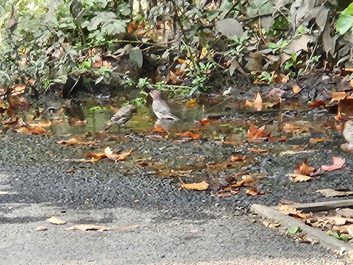 House Finch - ML642405273