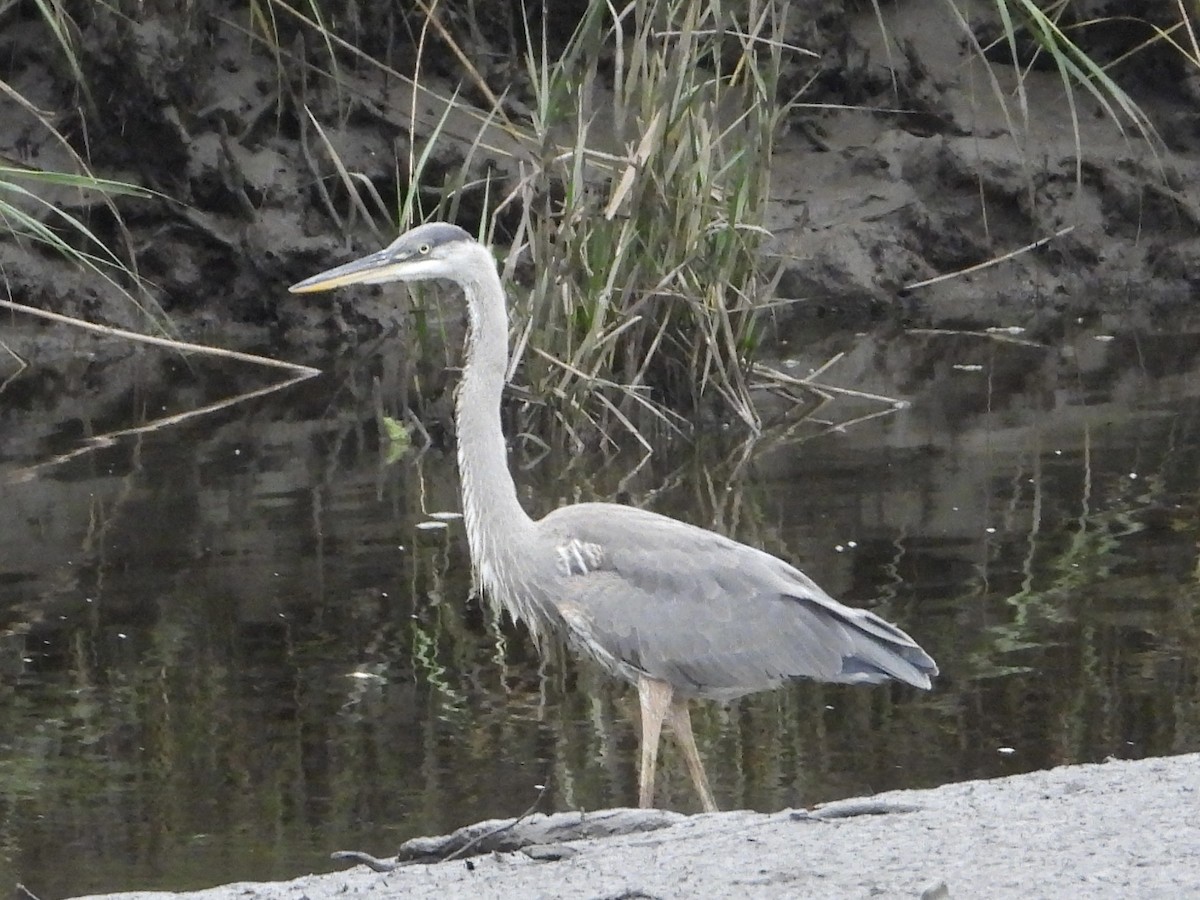 Great Blue Heron - ML642405284