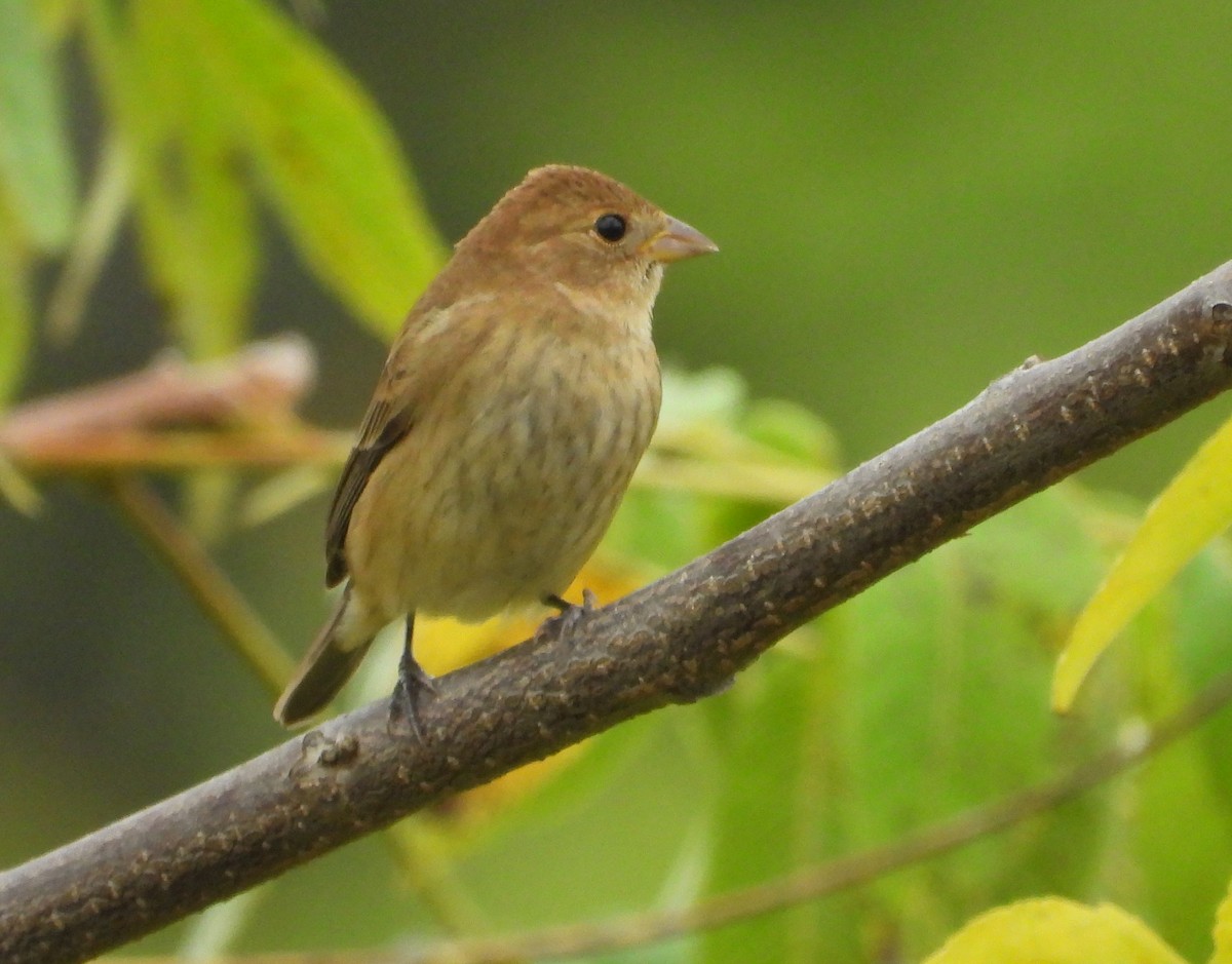 Indigo Bunting - ML642405374