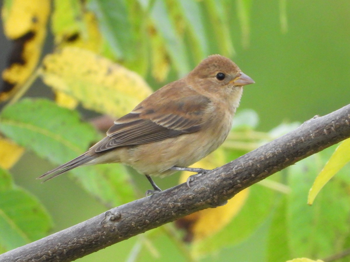 Indigo Bunting - ML642405375