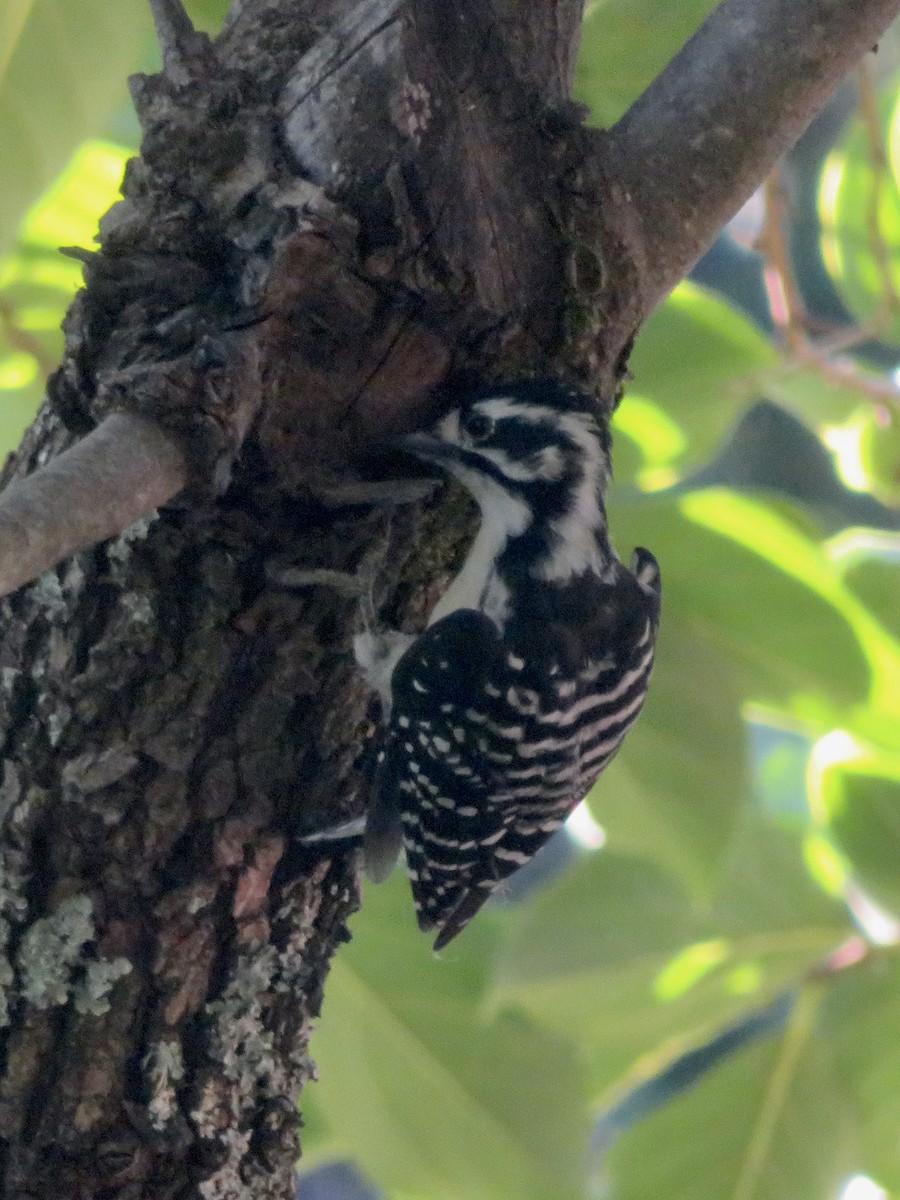 Nuttall's Woodpecker - ML642405383