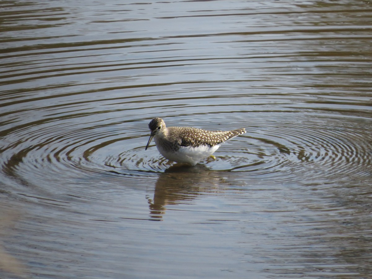 Solitary Sandpiper - ML642405393