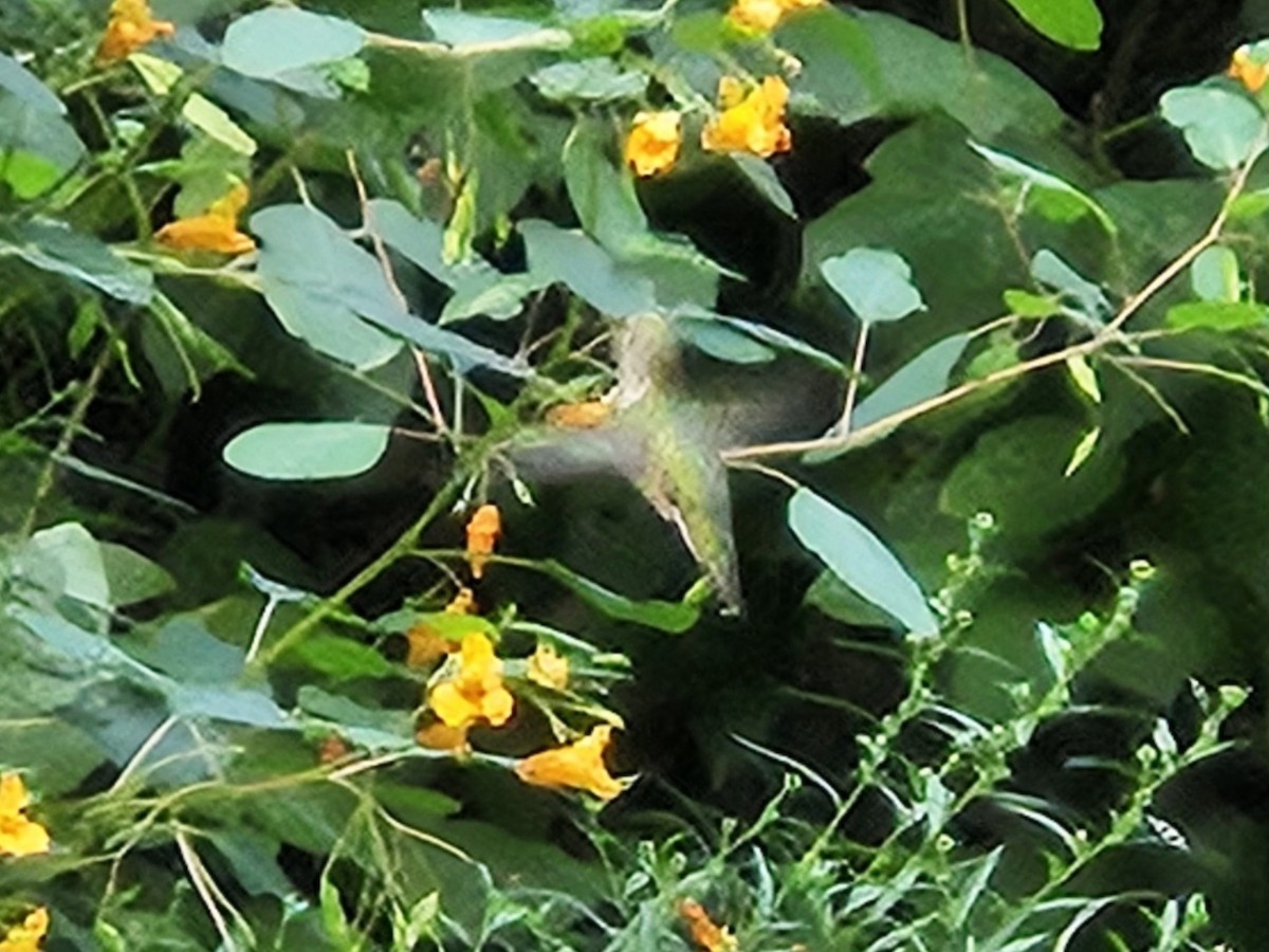 Ruby-throated Hummingbird - ML642405399