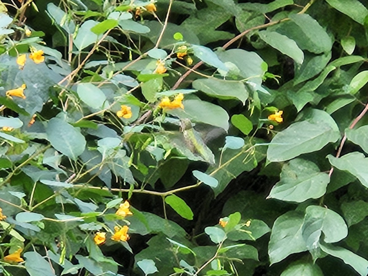 Ruby-throated Hummingbird - ML642405400