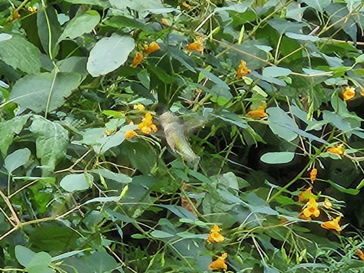 Ruby-throated Hummingbird - ML642405401