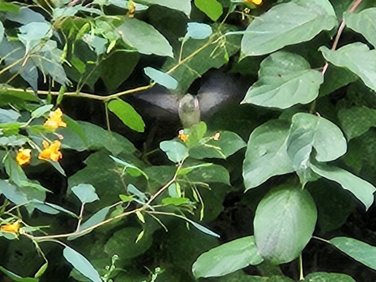 Ruby-throated Hummingbird - ML642405402
