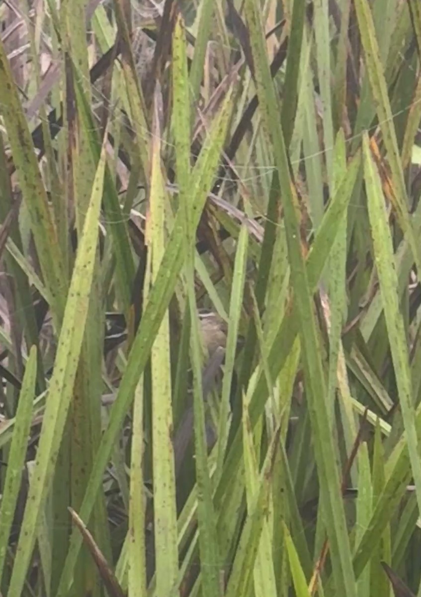 Marsh Wren - ML642405414