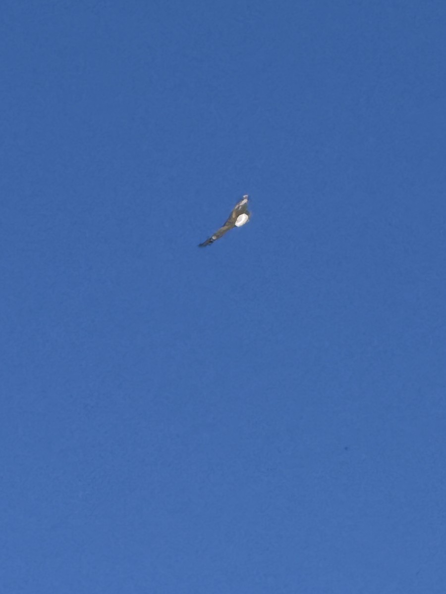 Golden Eagle - ML642405437