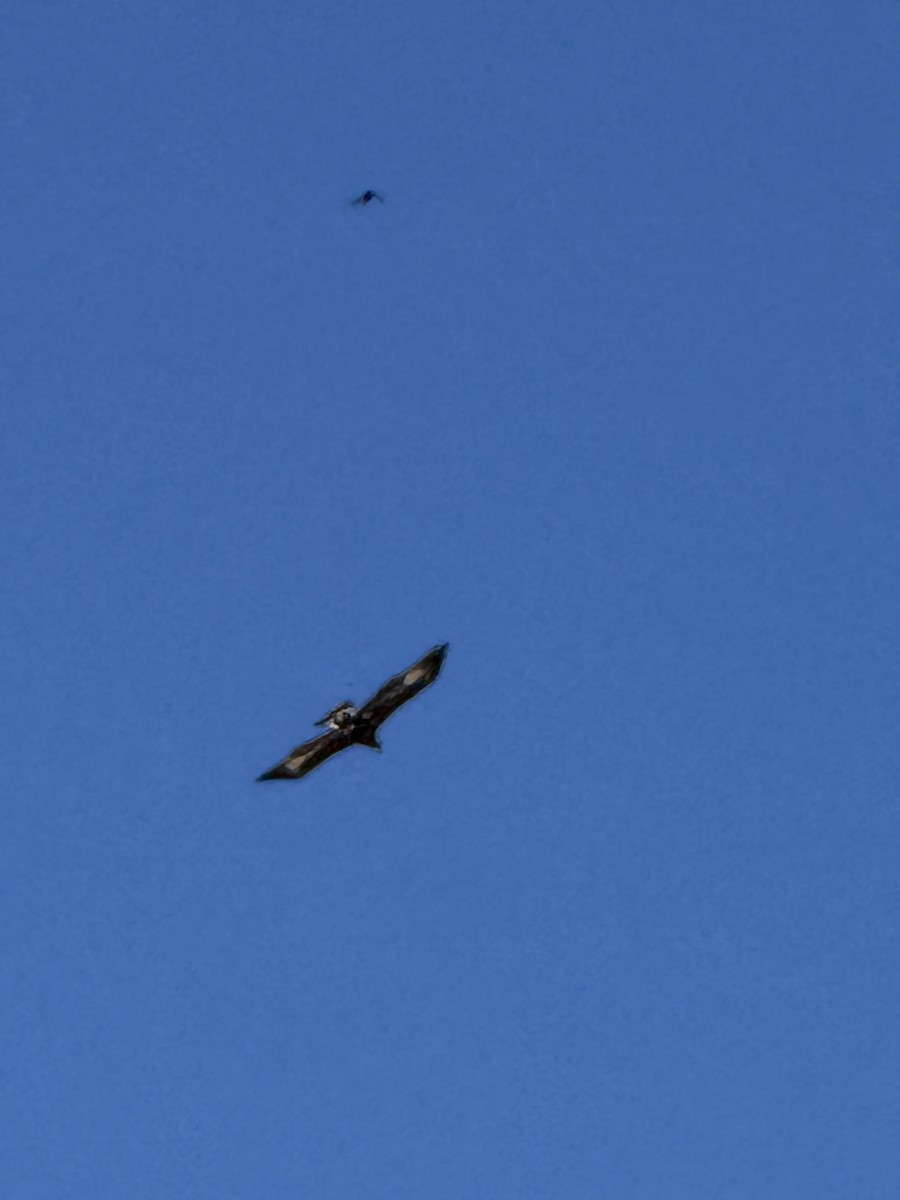 Golden Eagle - ML642405438