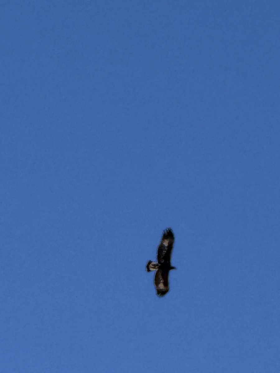 Golden Eagle - ML642405439