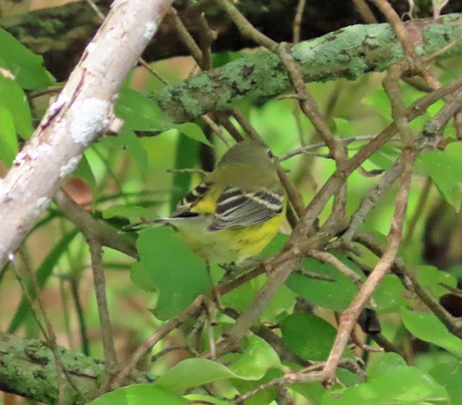 Magnolia Warbler - ML642405455