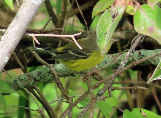 Magnolia Warbler - ML642405462