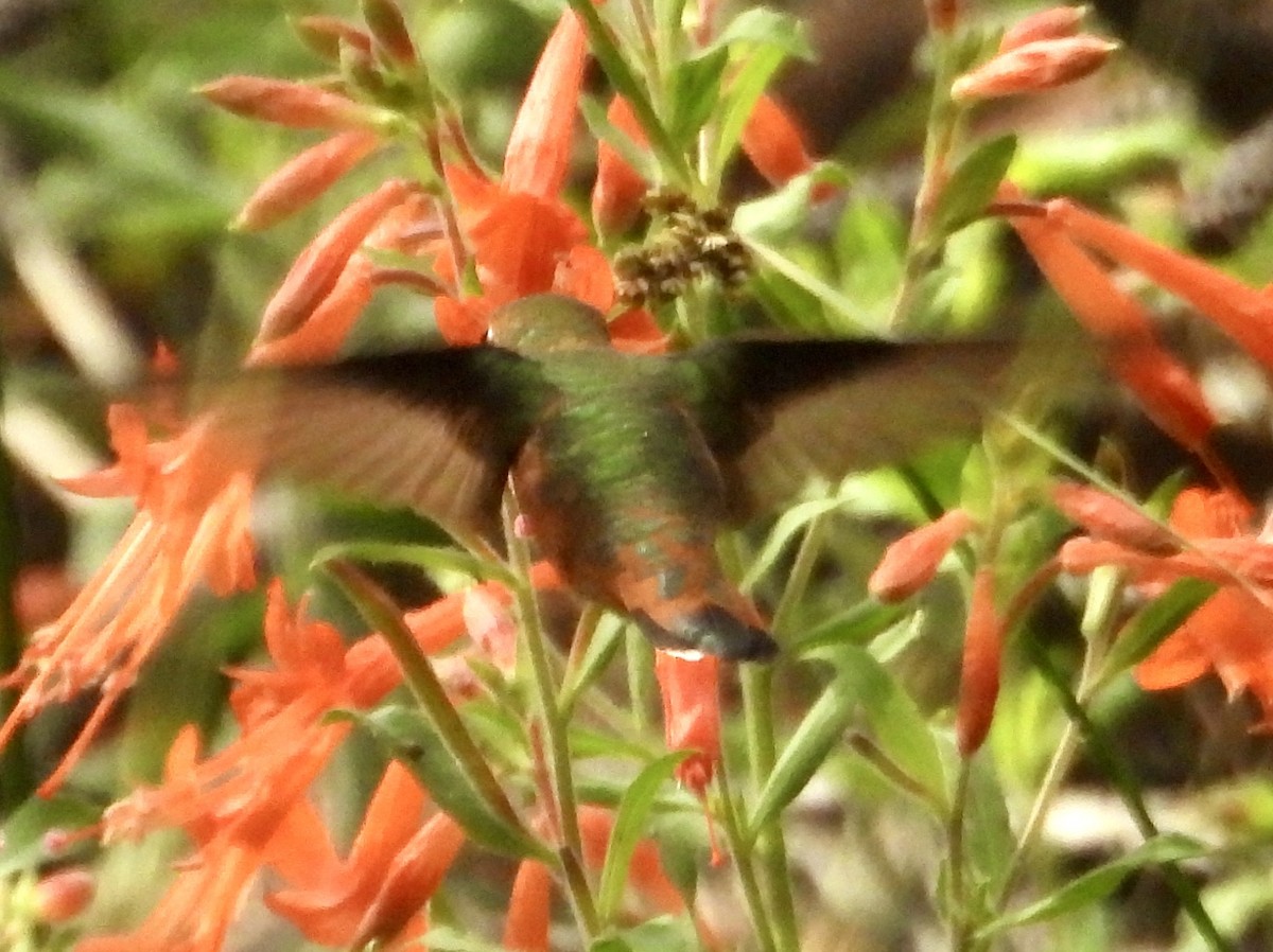 Trochilidae sp. - ML642405463