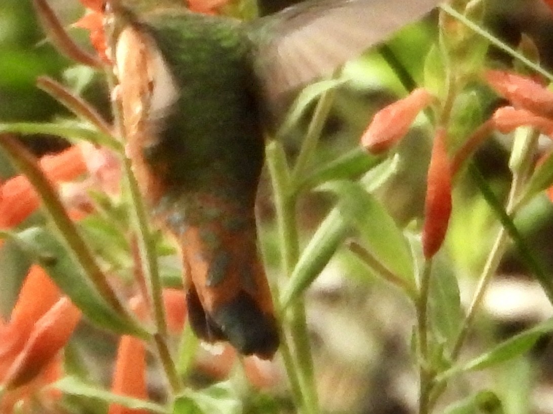 Trochilidae sp. - ML642405464
