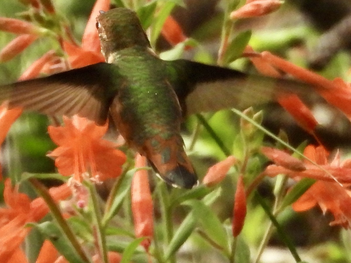 Trochilidae sp. - ML642405465