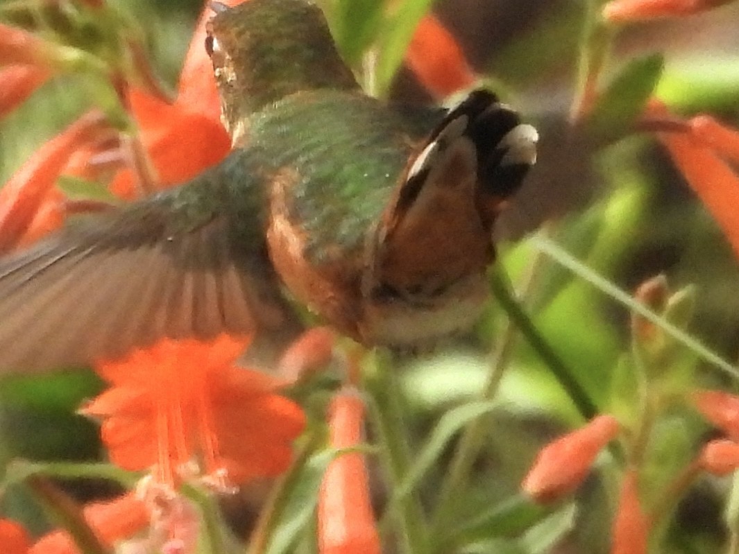 Trochilidae sp. - ML642405466