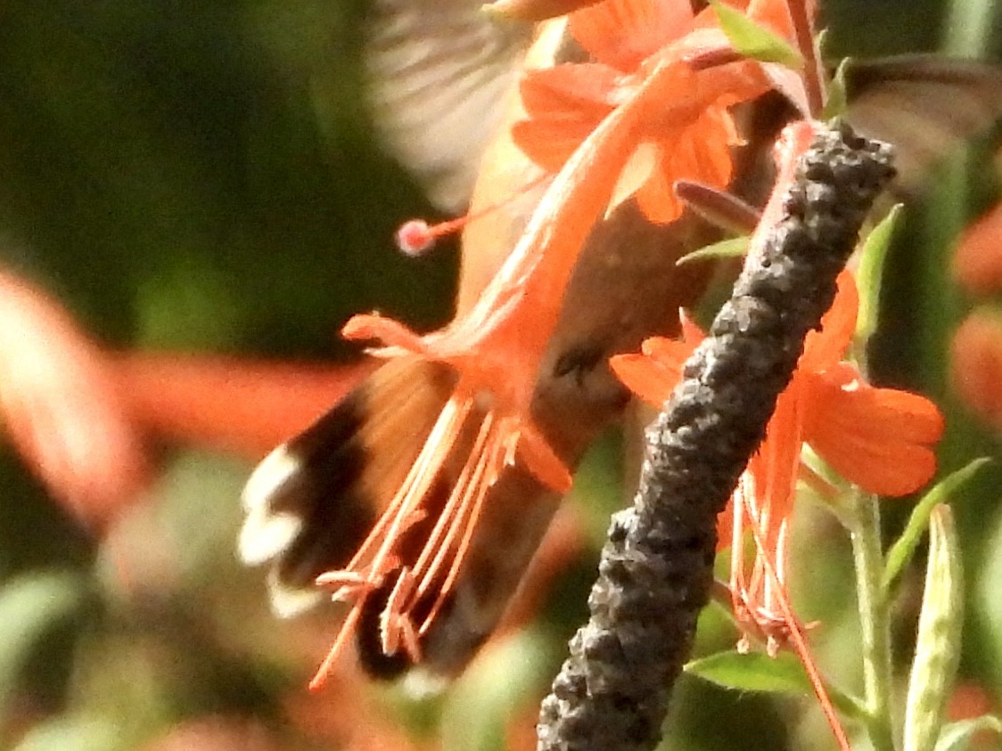 Trochilidae sp. - ML642405470
