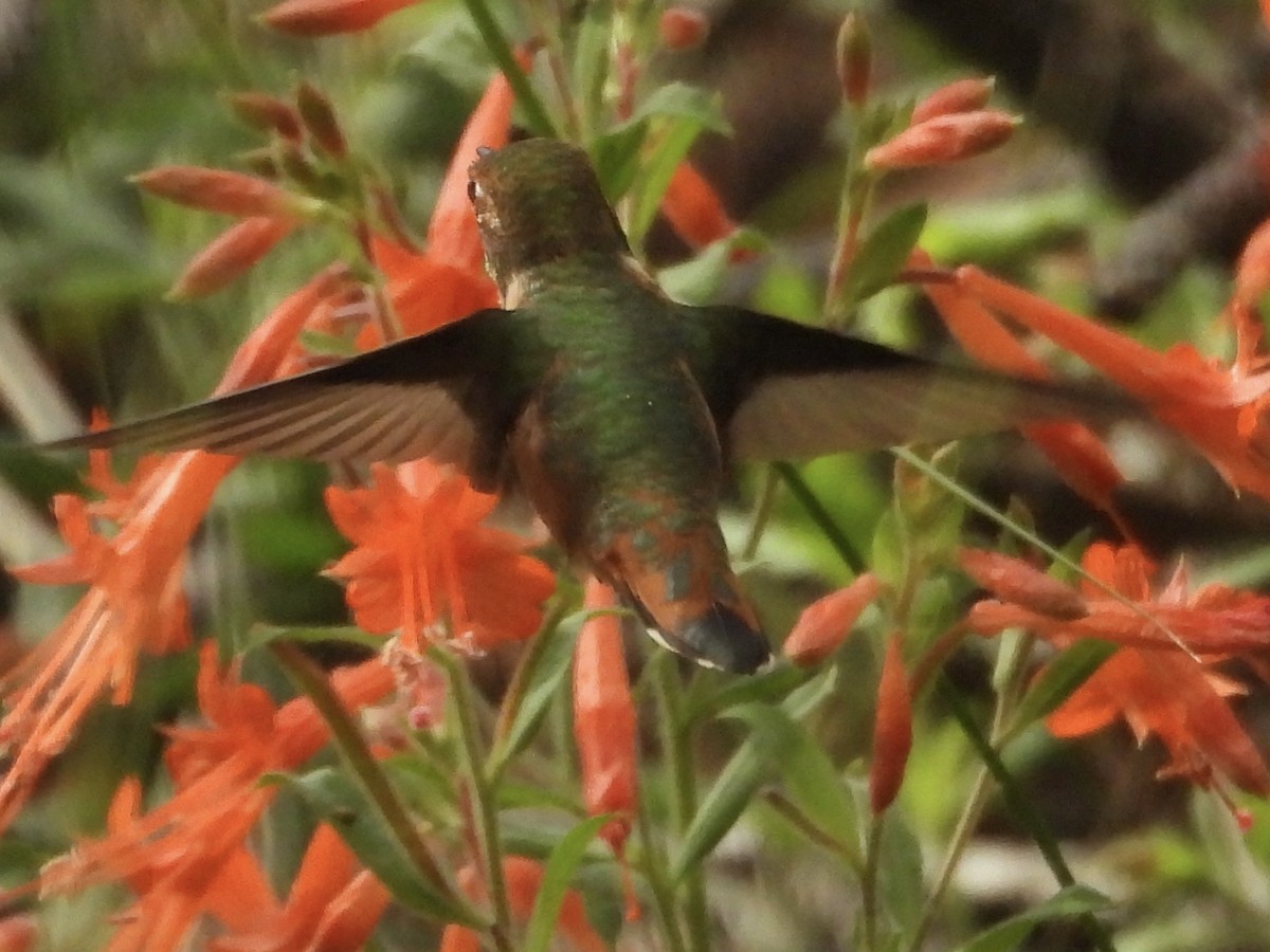 Trochilidae sp. - ML642405471